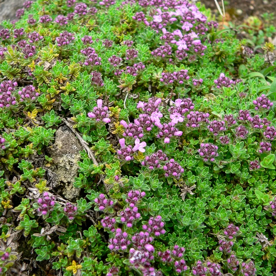 Bakker Bressingham thym précoce couvre-sol pot 8cm