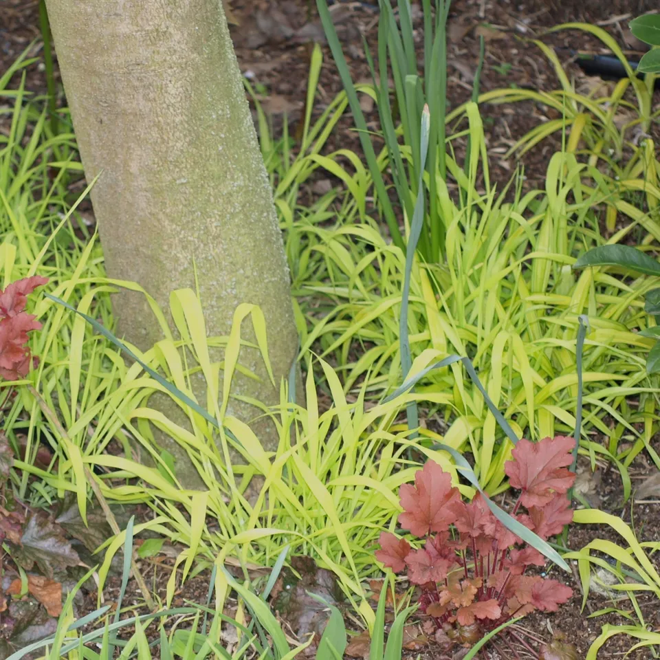 Milium effusum Aureum graminée pot 1 litre feuilles jaunes