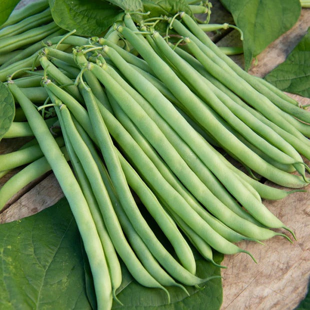 Bakker Collection 7 sachets graines potager tomates radis