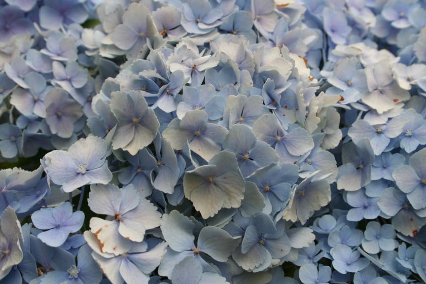 Les Hortensias du Haut Bois Hopaline hortensia boule rose godet