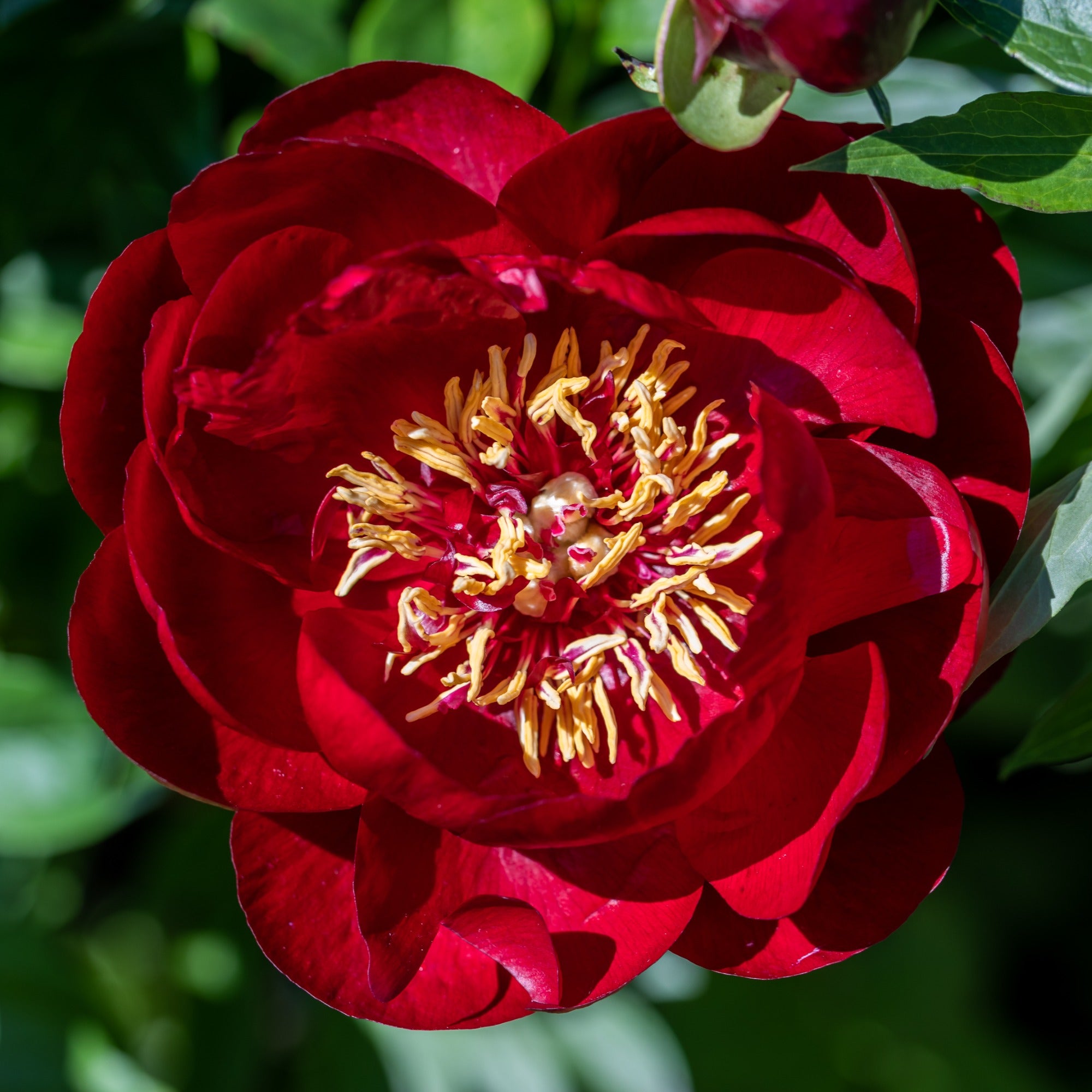 Bakker Pivoine Bella plante vivace sachet 1 bulbe rouge parfumée