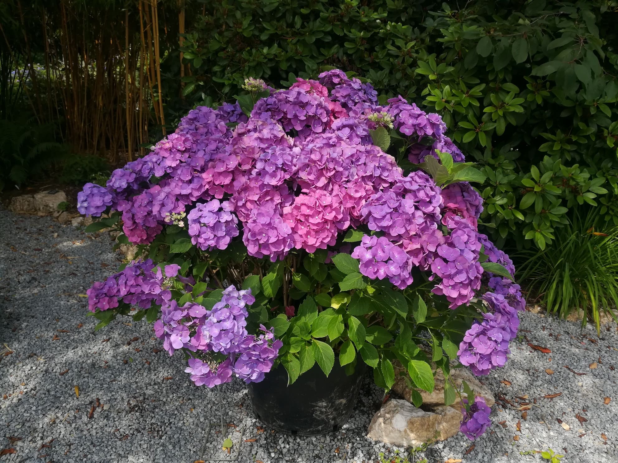Constellation Hydrangea macrophylla hortensia fleurs rondes