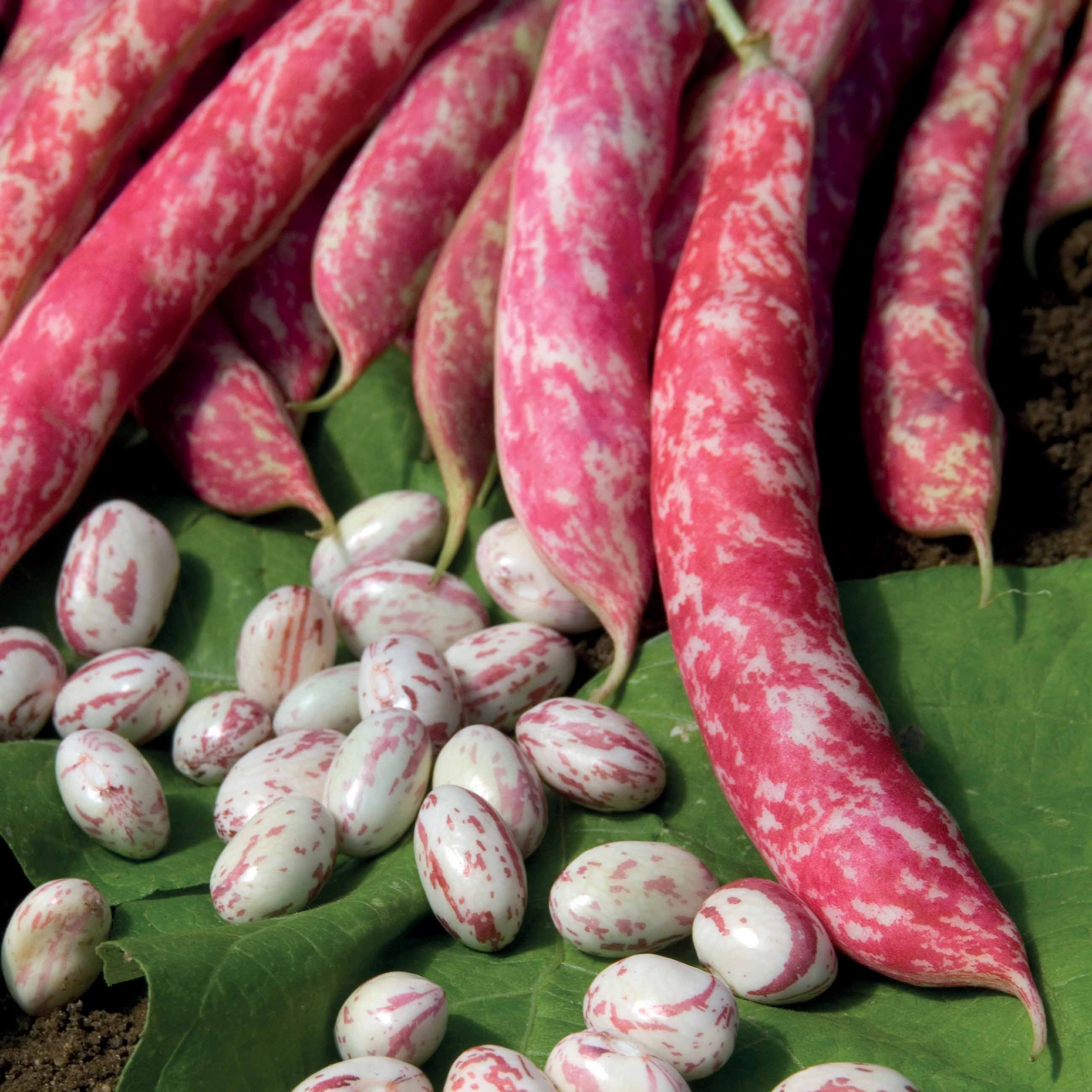 Bakker Potager Haricot Nain Flambo graines 80g 120 graines
