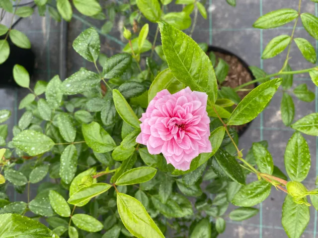 Michel Adam Petit Bonheur rosier grimpant godet fleurs roses pompons