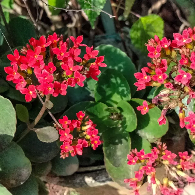 Bakker Kalanchoe rouge plante d'intérieur pot 9cm compacte