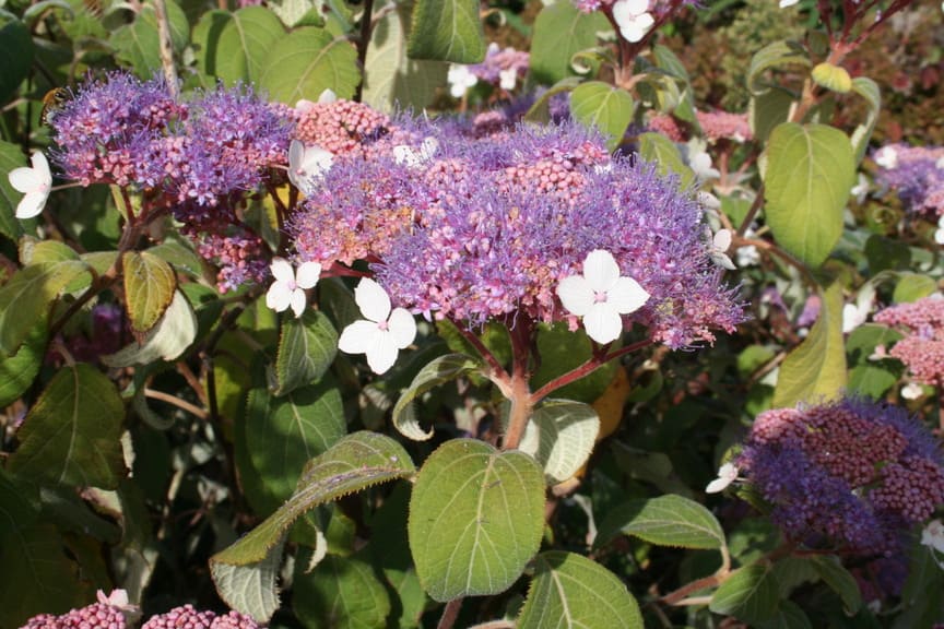 Les Hortensias du Haut Bois Hydrangea aspera Taïwan Pink hortensia rose