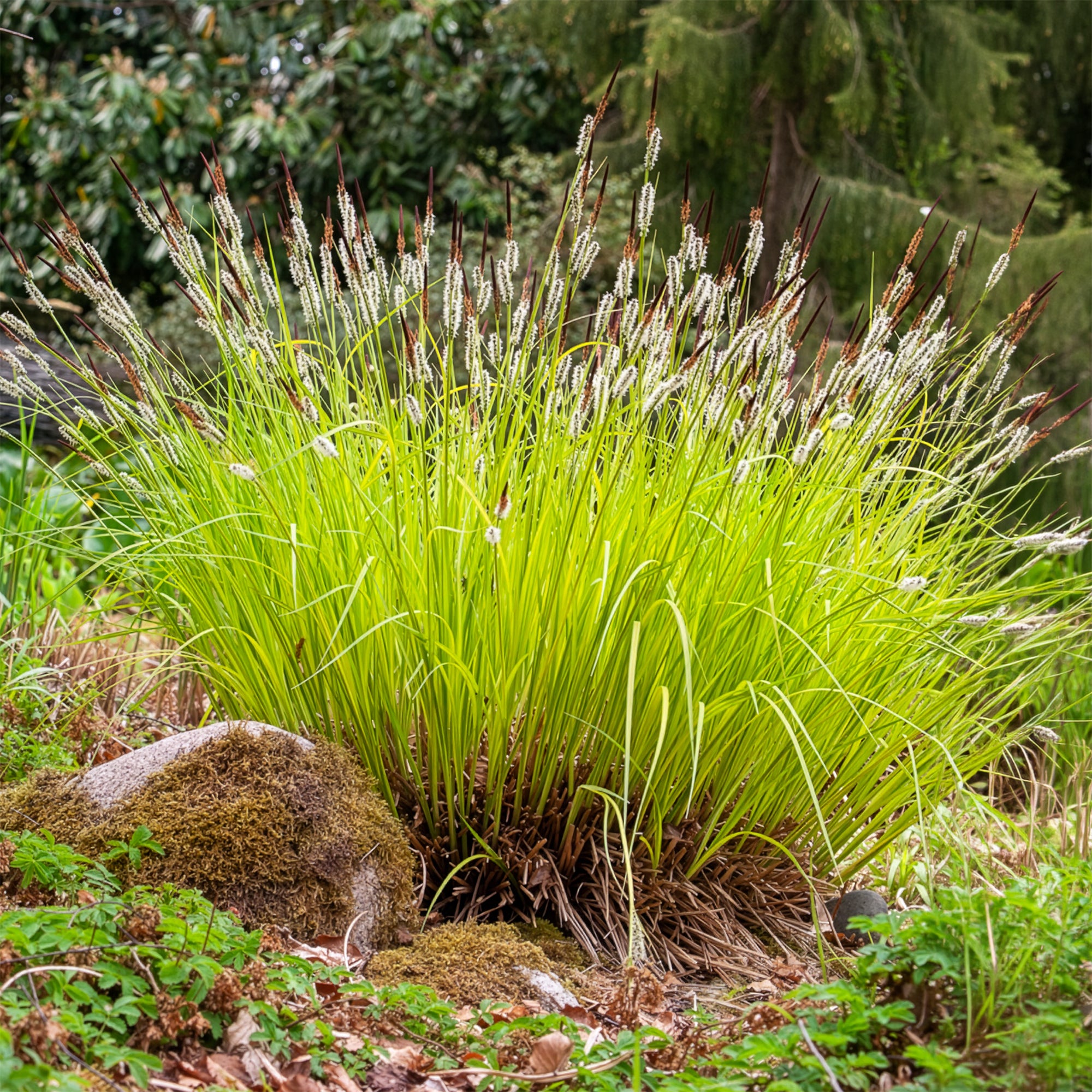 Bakker Laîche dorée Carex Aurea pot 9cm jaune