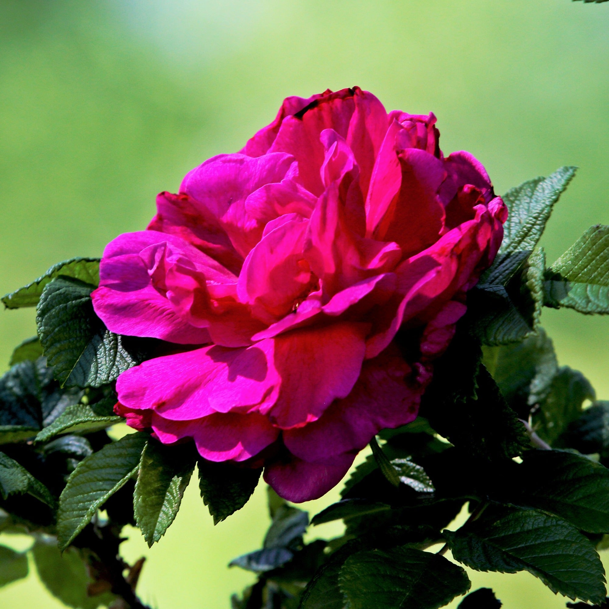 Bakker Rosier Hansa botanique racine nue 2 branches rose parfumé