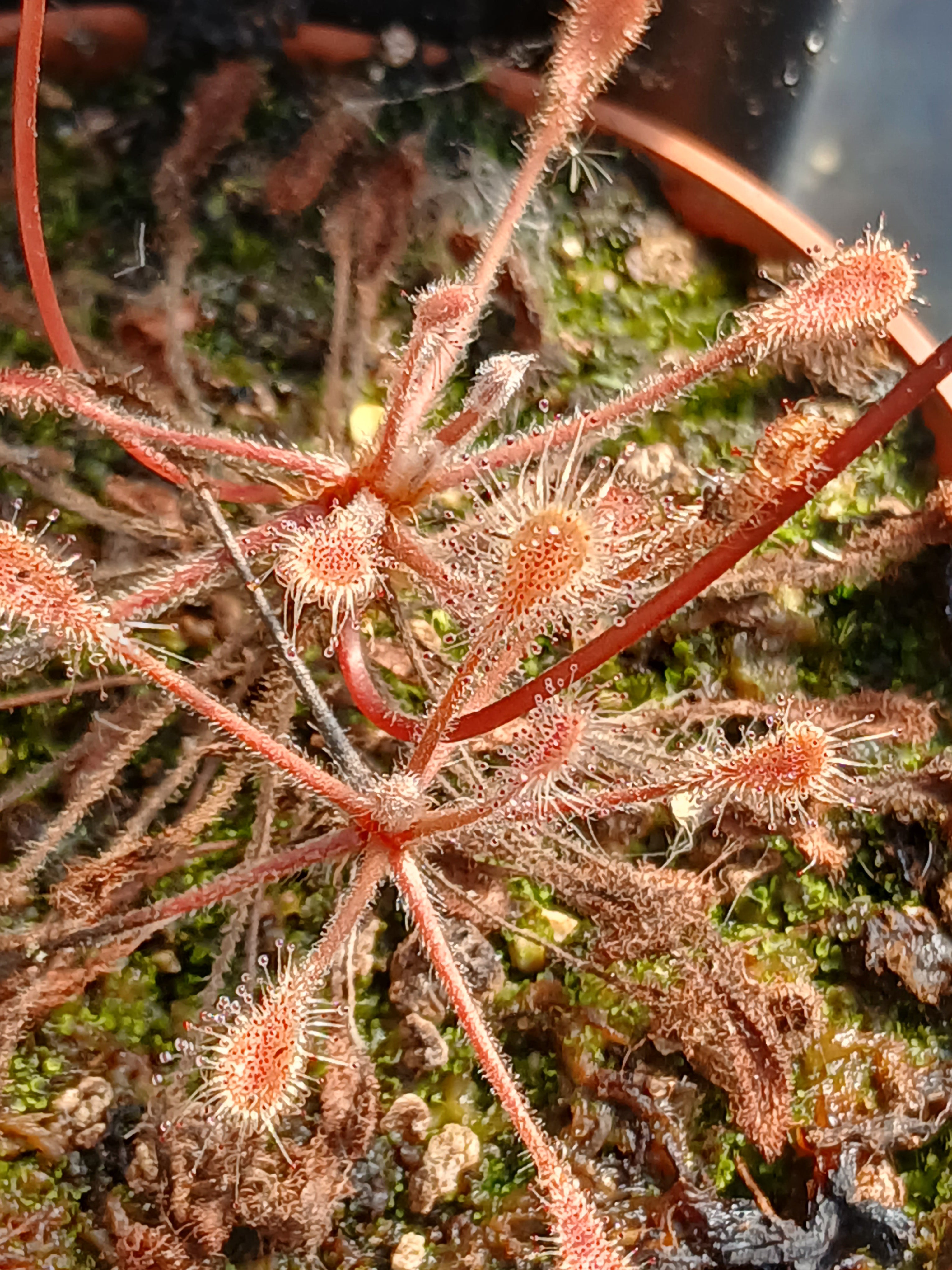 Carniflore Drosera curvipes rossolis orange pot adulte
