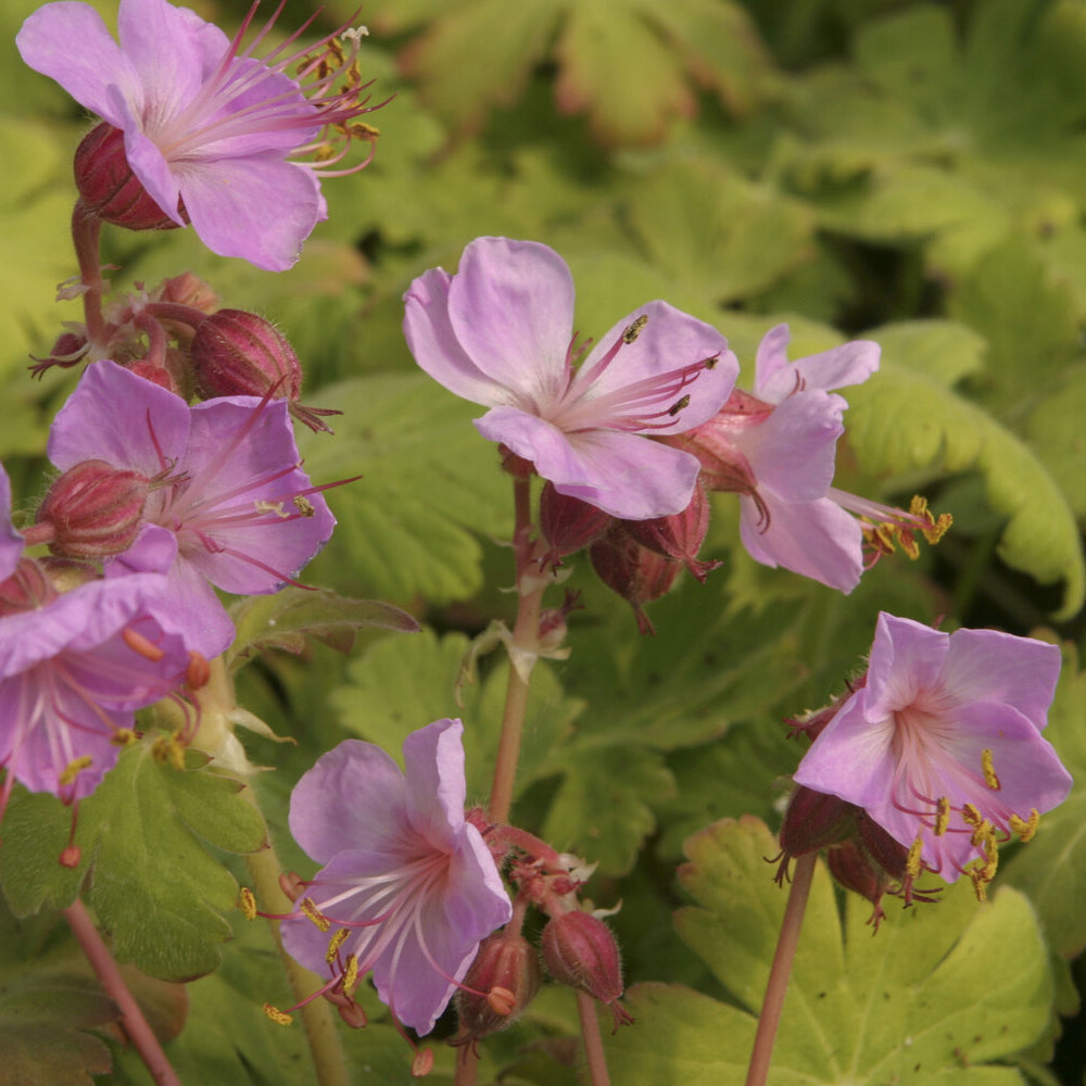 Bakker Géranium Ingwersens Variety vivace pot 9cm violet