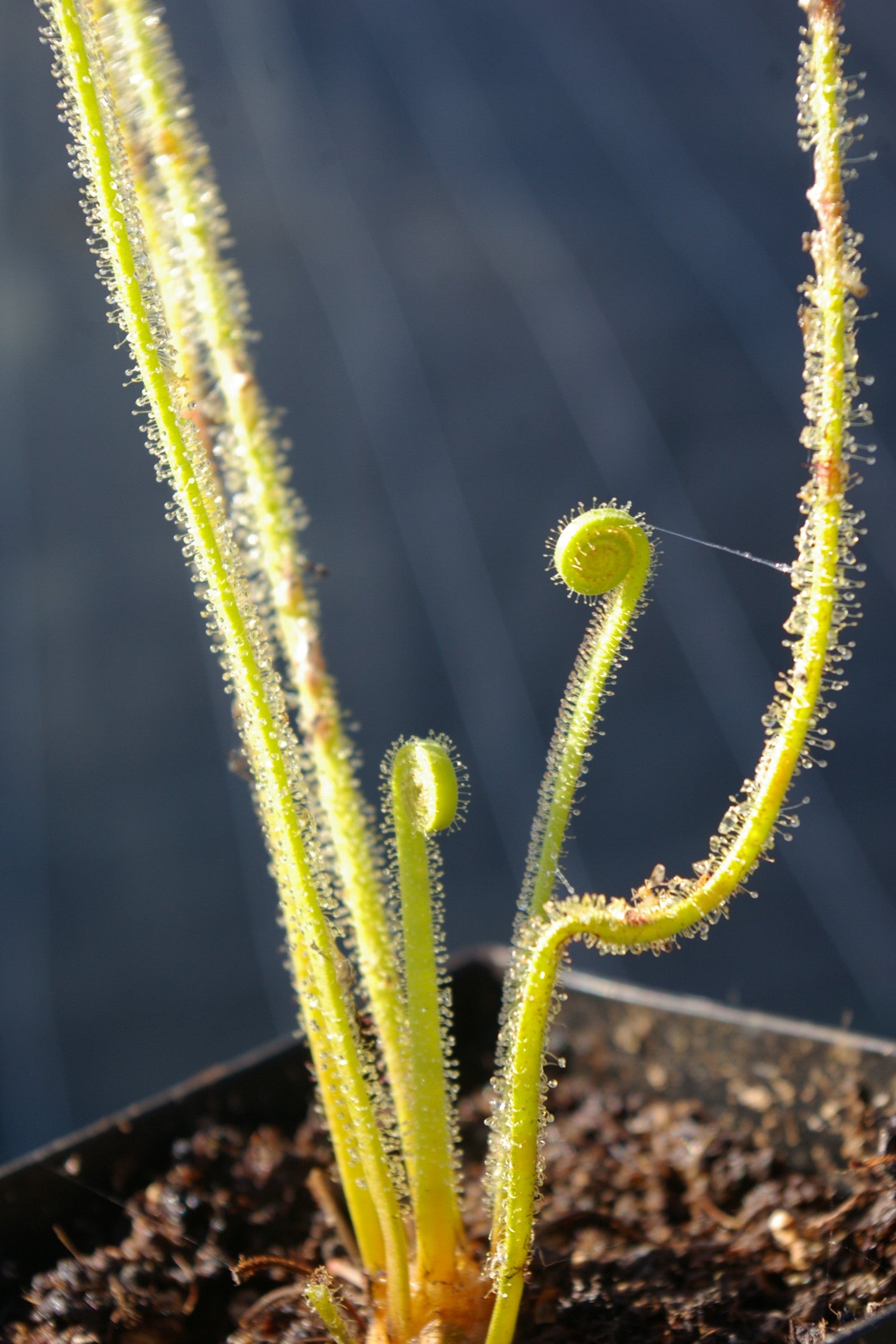 Carniflore Drosera filiformis var. tracyi plante carnivore pot 9cm