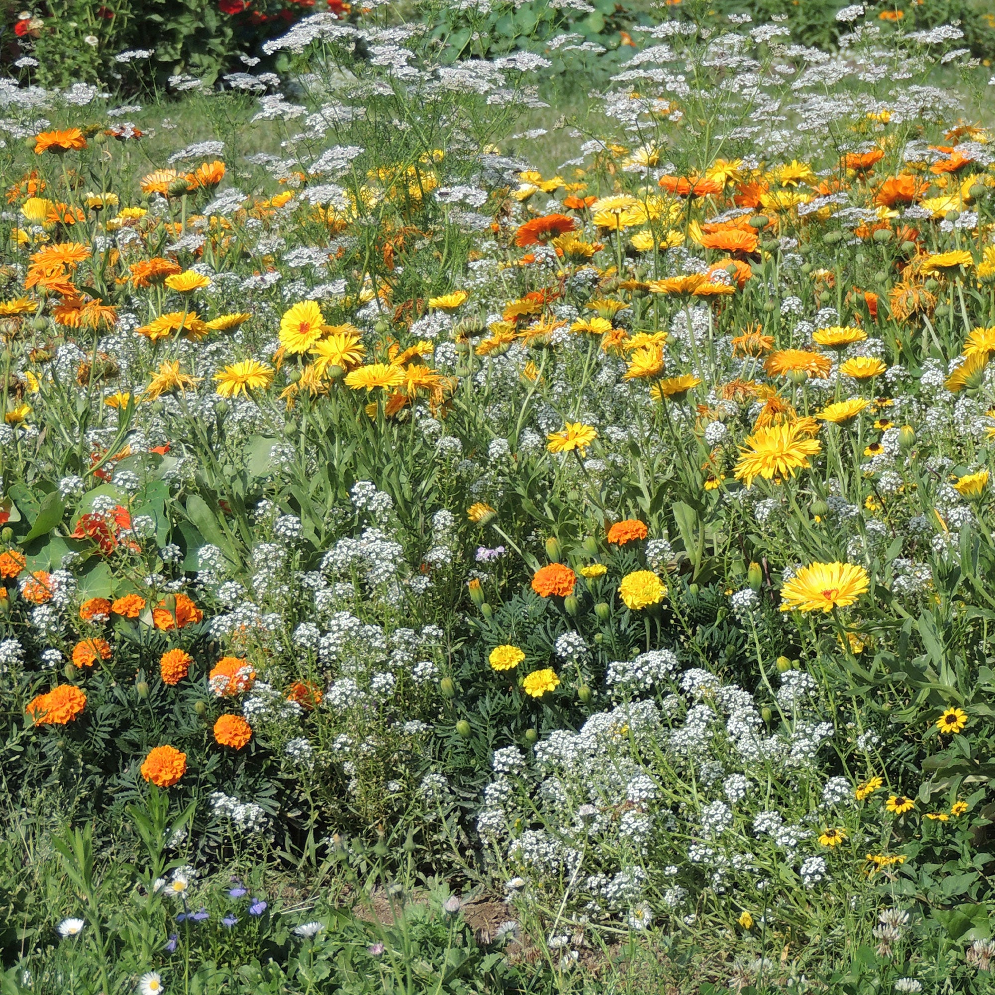 Bakker Mélange fleurs anti-pucerons sachet 15g 5m²