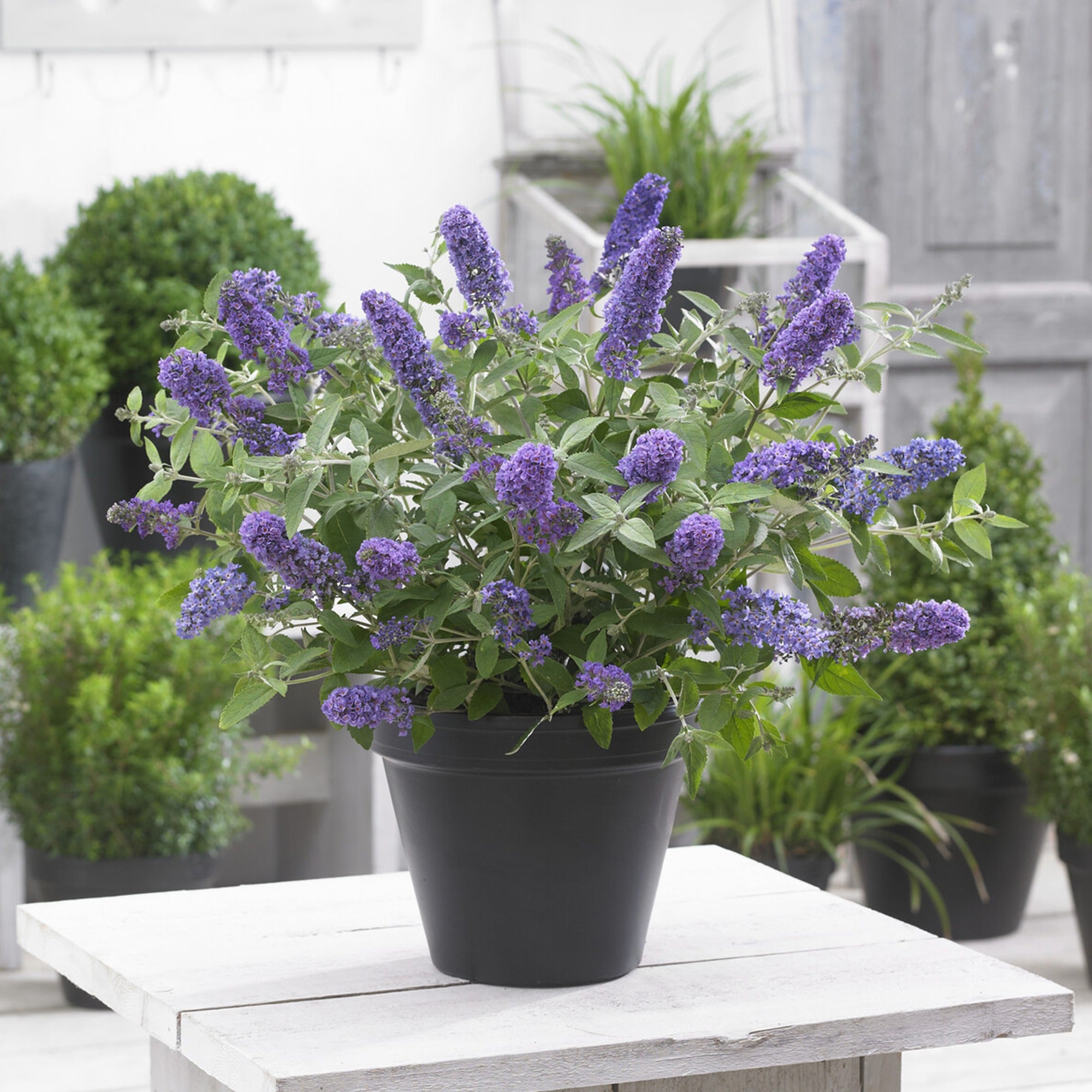 Bakker Arbustes Arbre à papillons Blue Heaven arbuste pot 9cm