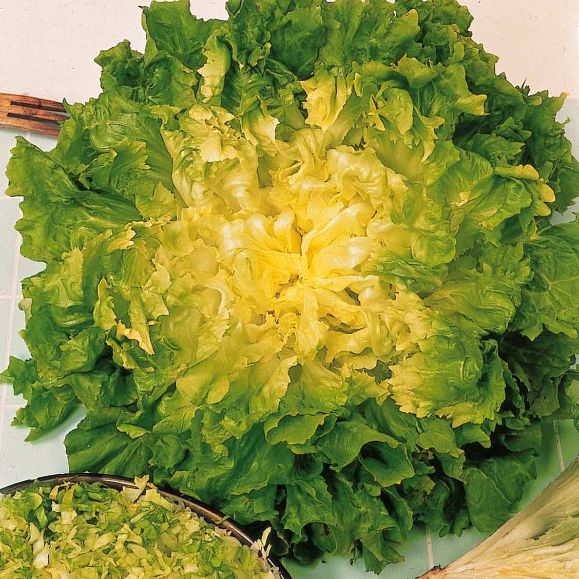 Bakker Chicorée Scarole Blonde Cœur Plein graine bio 3 g