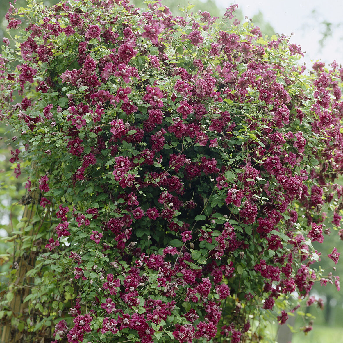Bakker Clématite double pourpre plante grimpante pot 2L violet