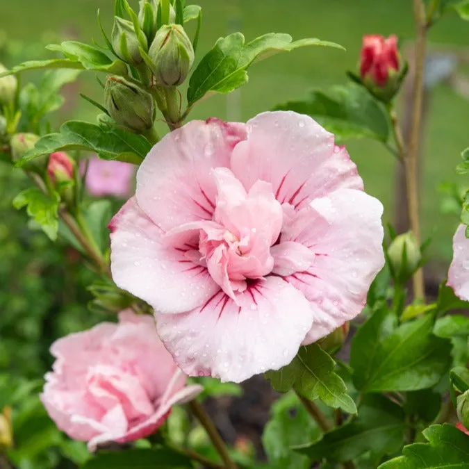 Bakker Hibiscus Pink Chiffon althéa pot 1,3L rose double