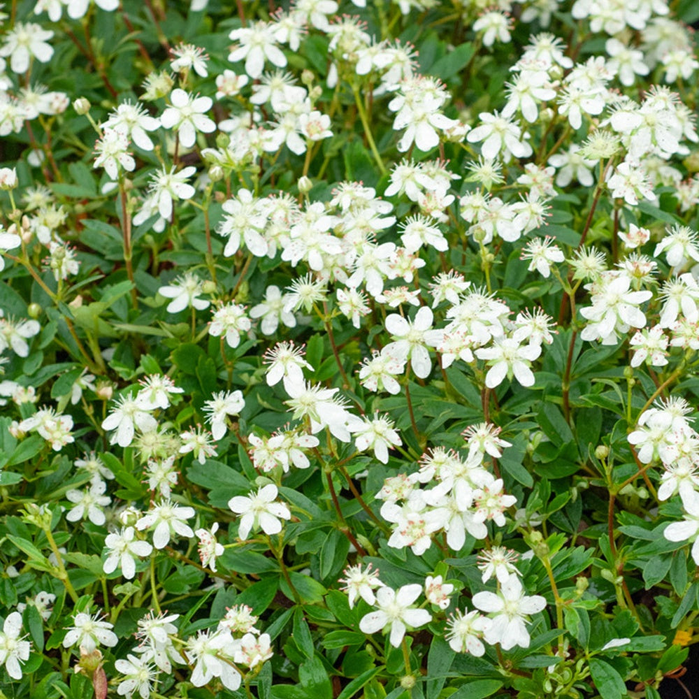Bakker Potentilla tridentata Nuuk vivace pot 2L fleurs blanches