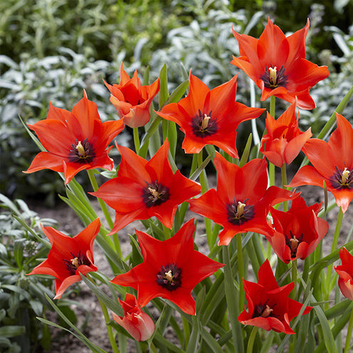 Bakker 6 Mois de Fleurs bulbes à fleurs sachet de 100 floraison 6 mois