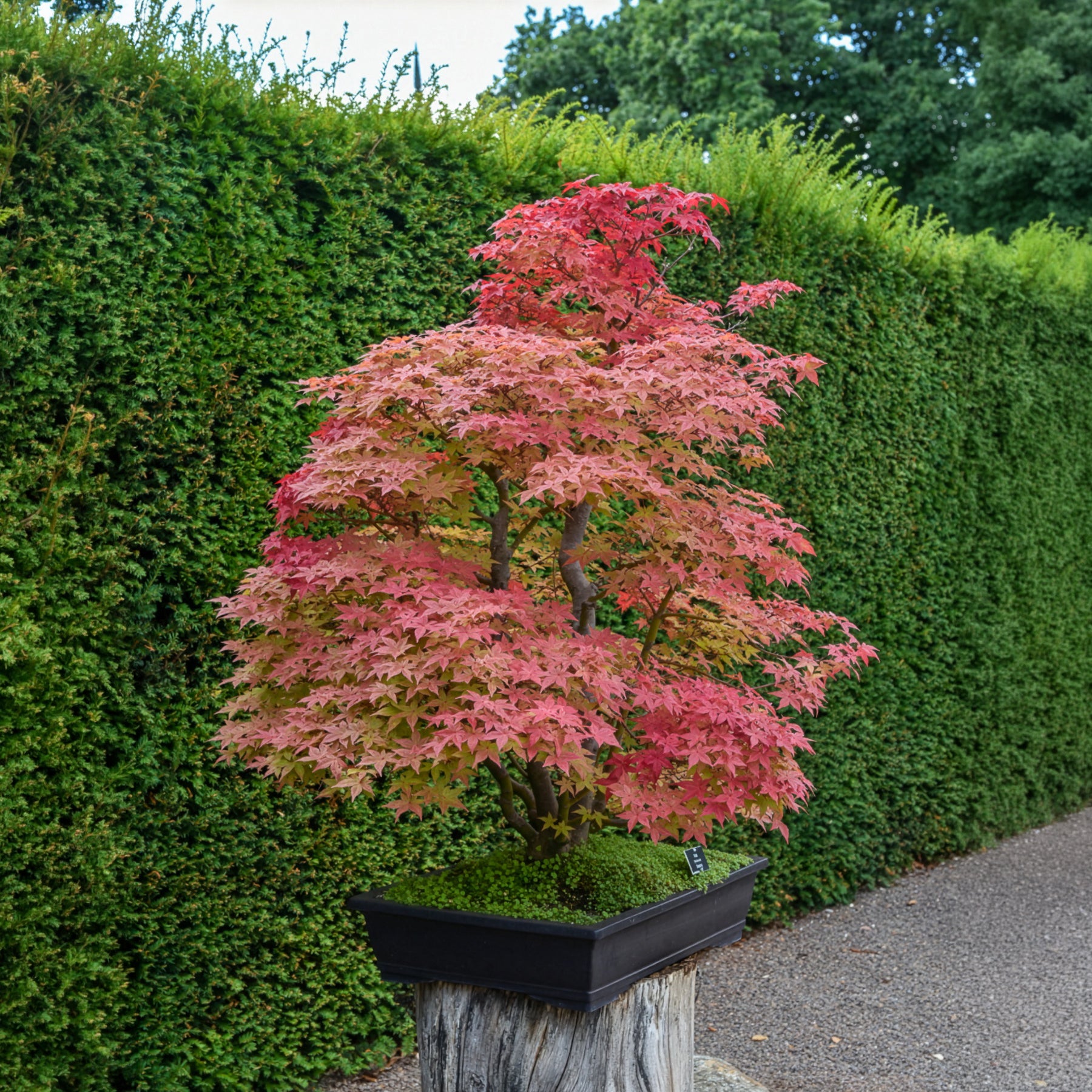 Bakker Érable Deshojo Acer palmatum rouge pot Ø 9cm