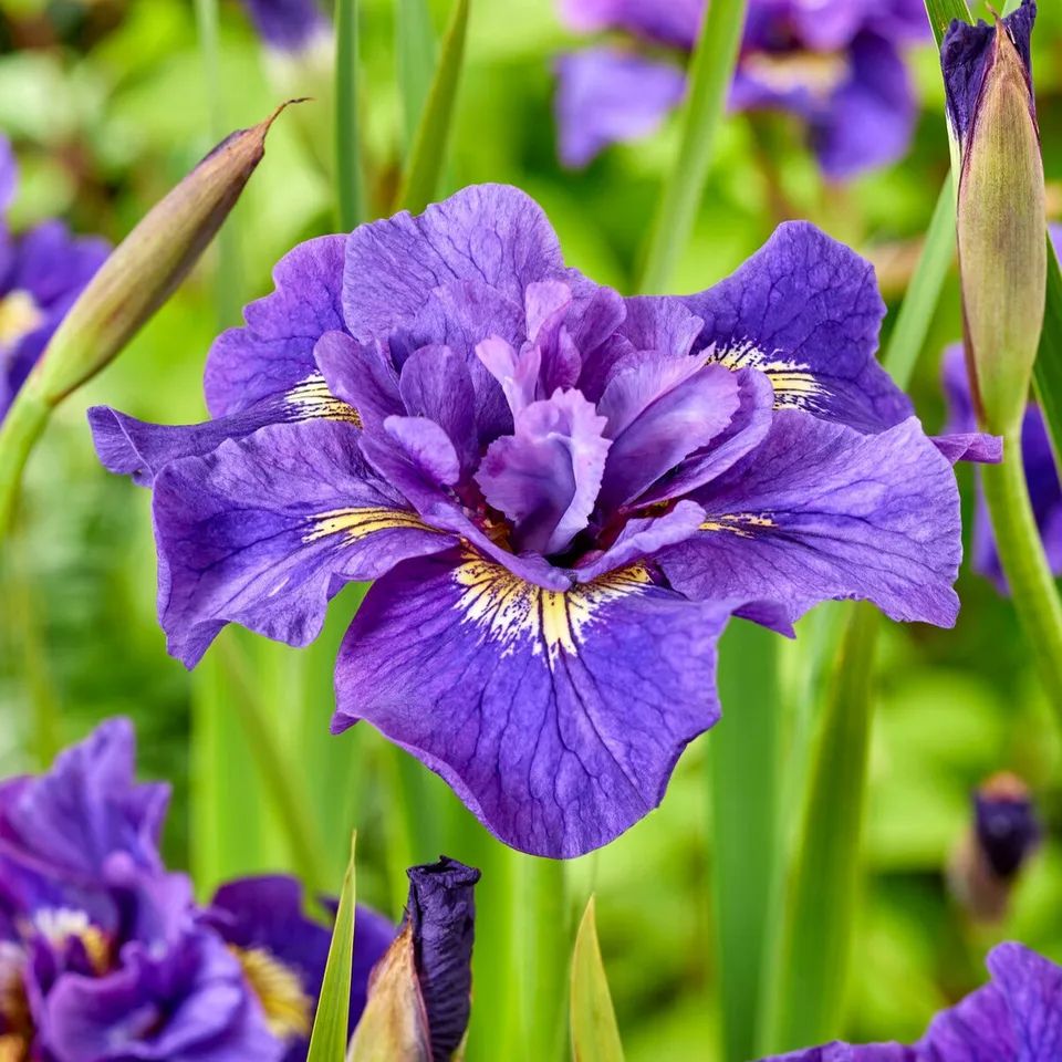 Bakker Iris Double Standard sibirica fleur paquet 2 racines violet