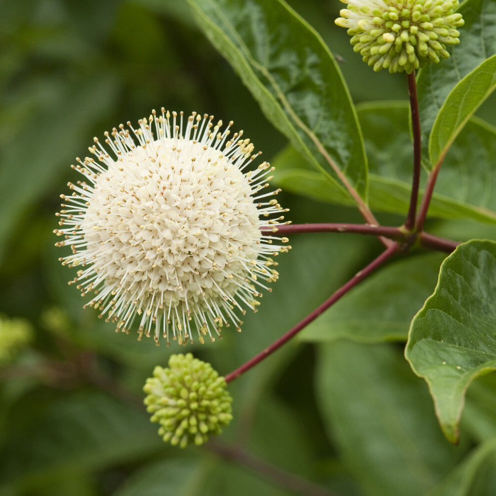 Bakker Cephalanthus occidentalis bois-bouton arbuste tige 50cm pot 3L