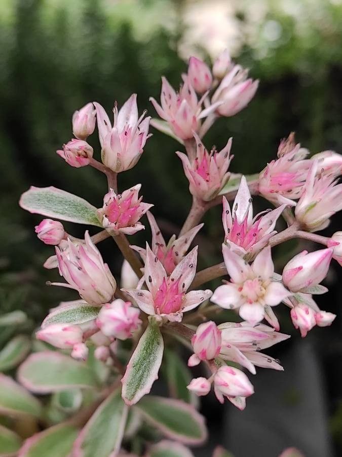 Passion Vivaces Sedum spurium Variegatum plante vivace godet panaché