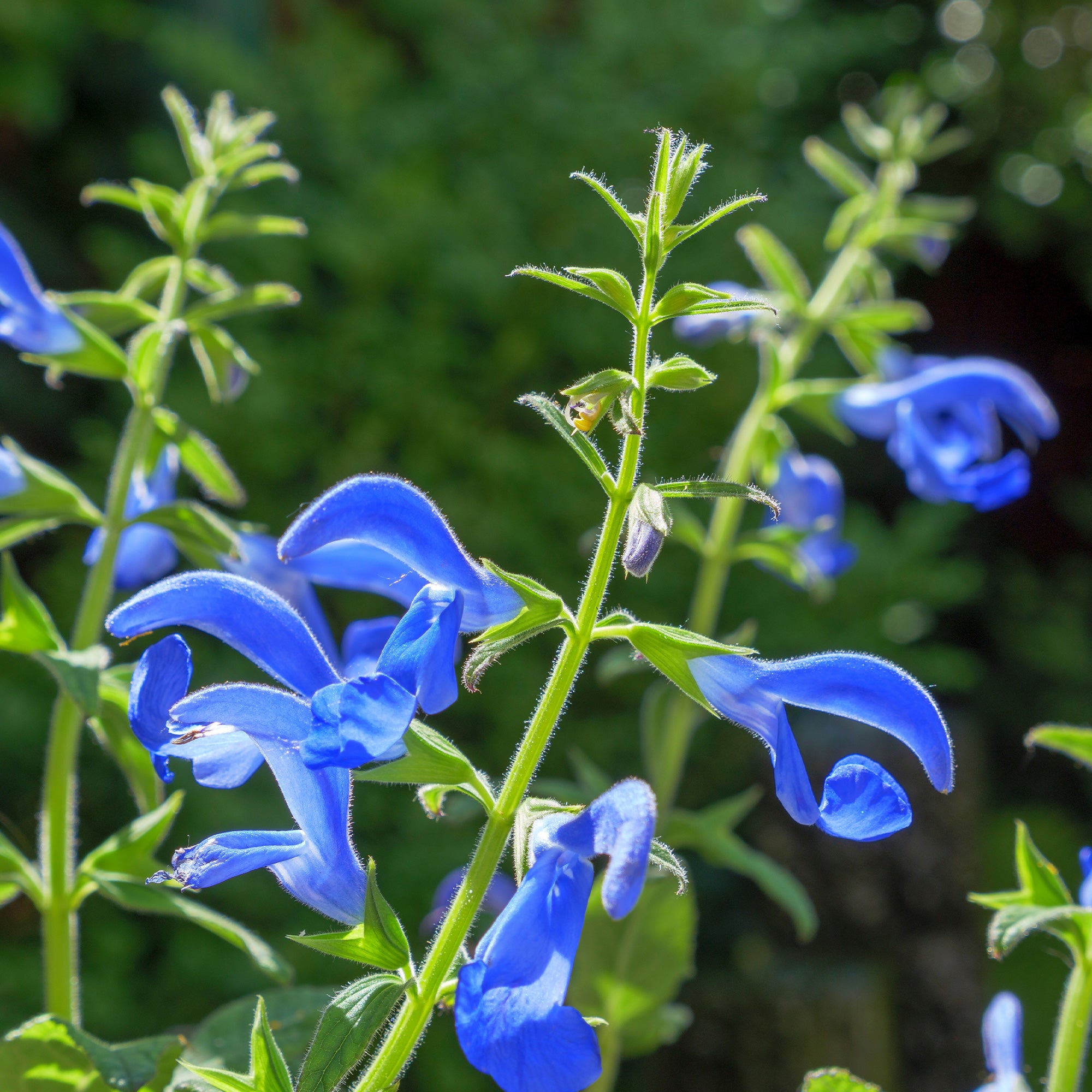 Bakker Sauge gentiane plante vivace pot 8cm bleue