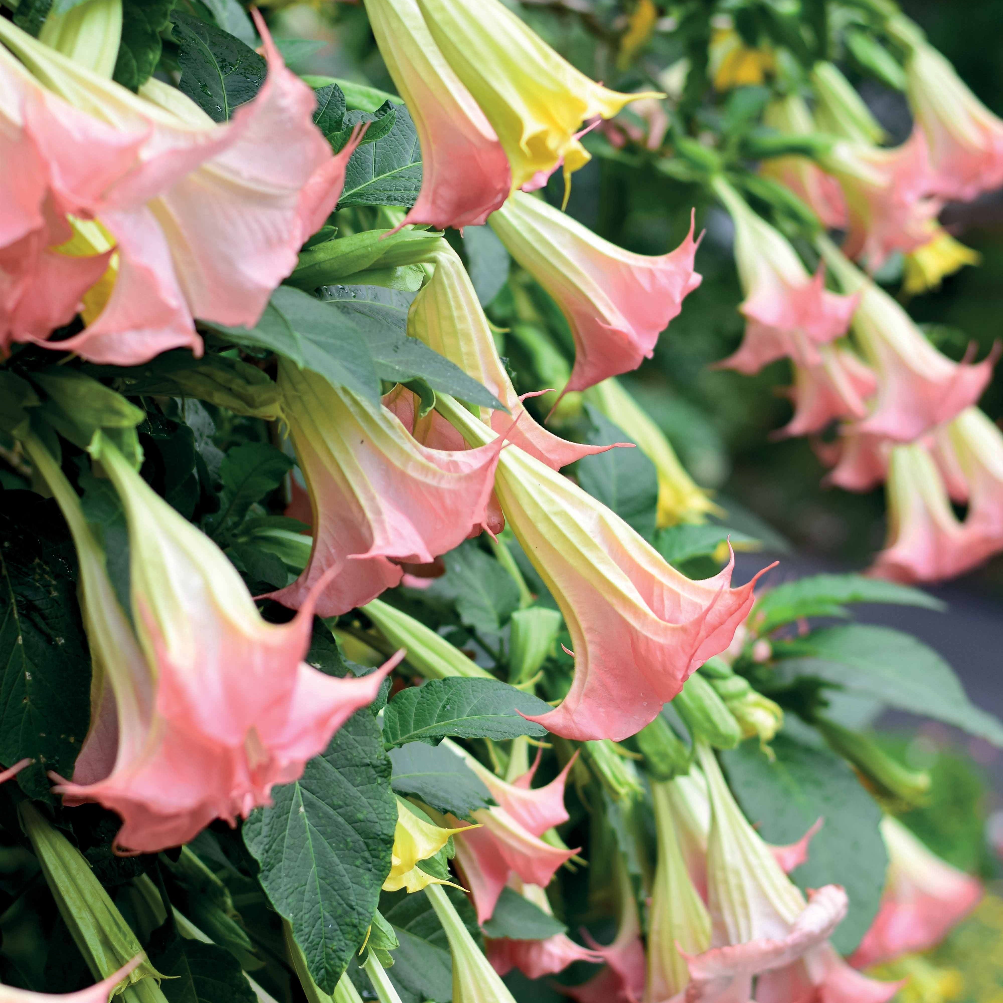 Bakker Brugmansias collection arbuste 3 pots 9cm mixte