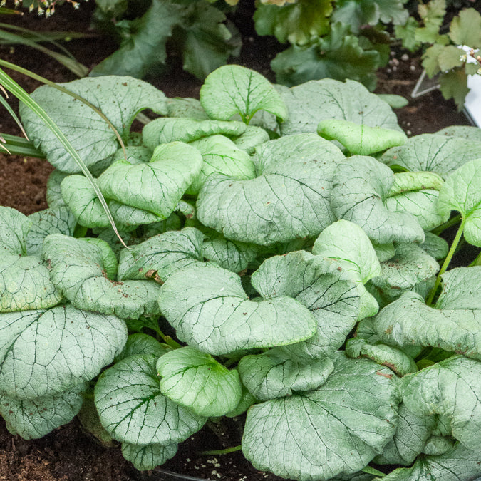 Bakker Brunnera Looking Glass myosotis vivace pot 9cm argenté