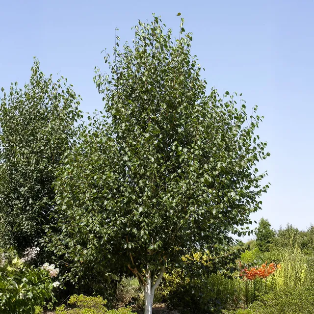 Bakker Bouleau de l’Himalaya pot 3L 80-100cm écorce blanche