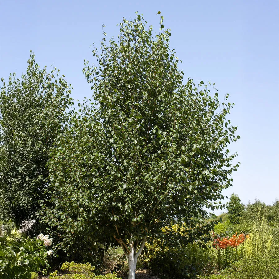 Bakker Bouleau de l’Himalaya pot 3L 80-100cm écorce blanche