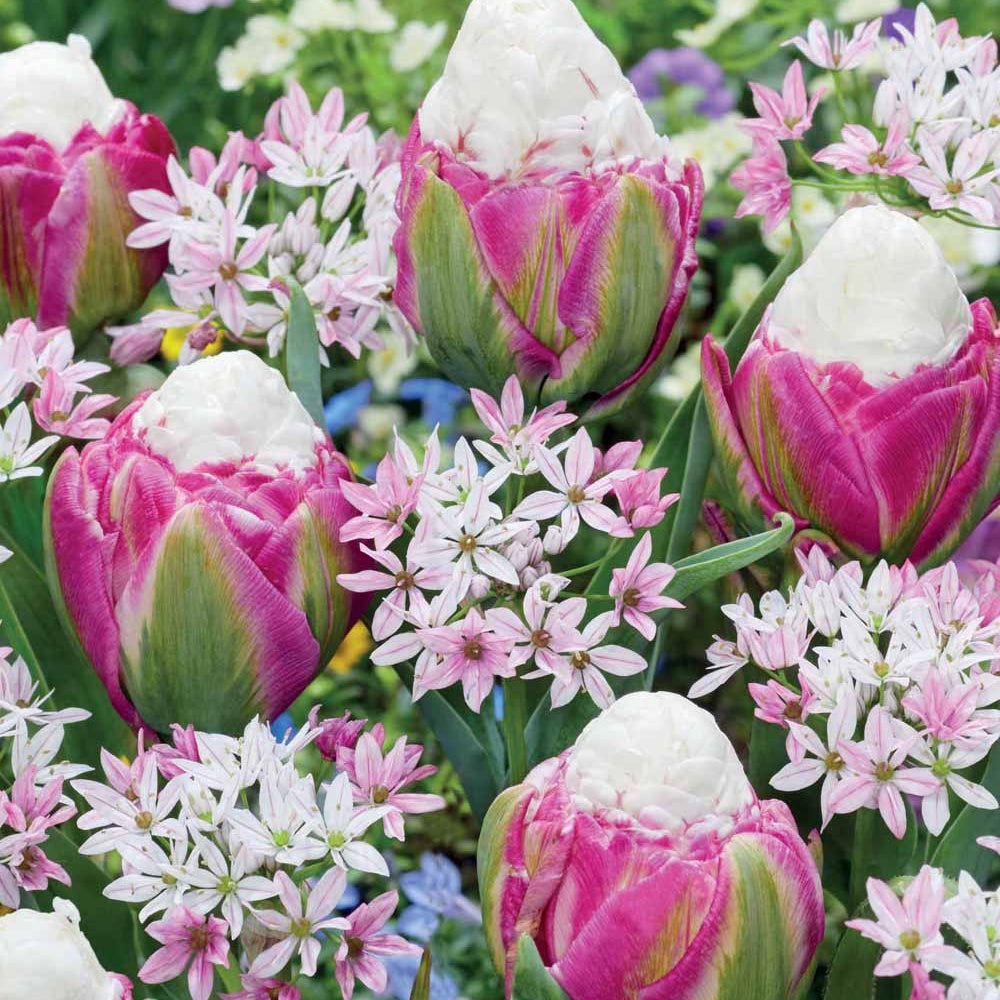 Bakker Bulbes Tulipes Ice Cream Alliums bulbes sachet de 15