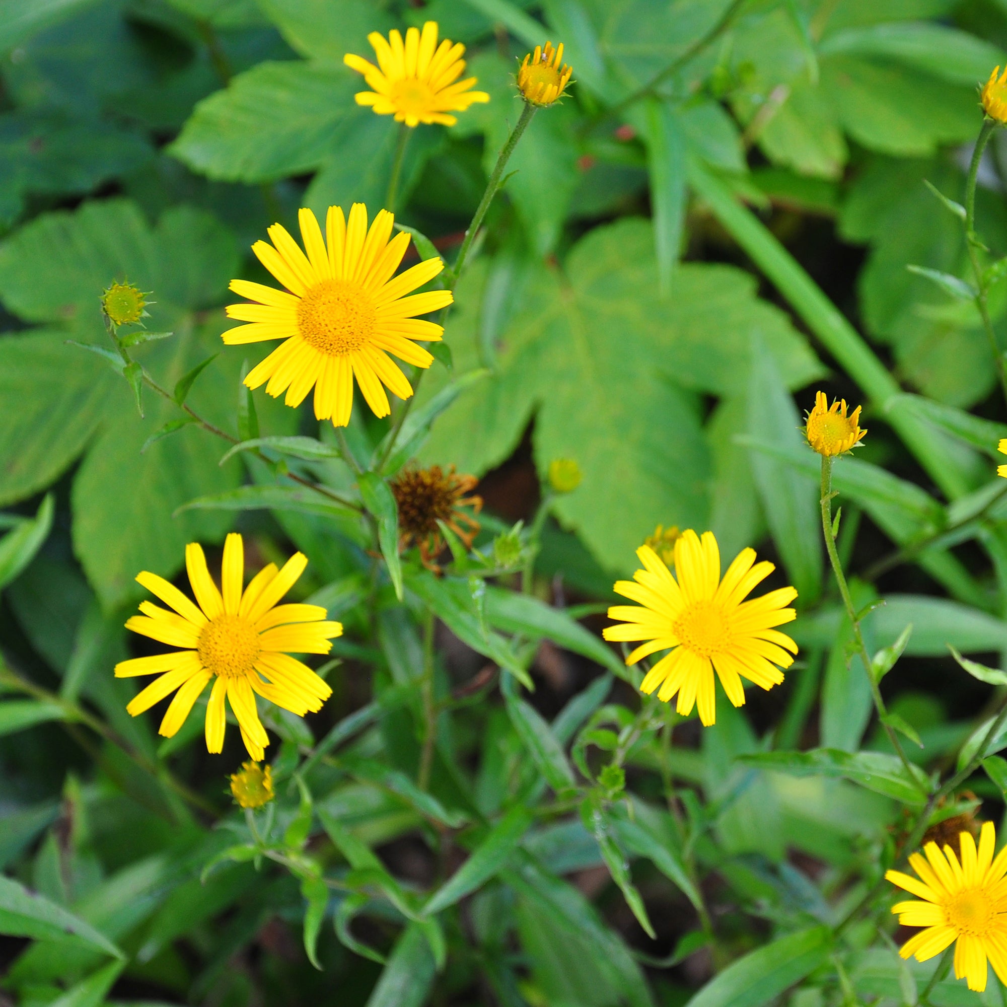 Bakker Oeil de boeuf jaunes vivace pot Ø 9cm floraison mai-septembre
