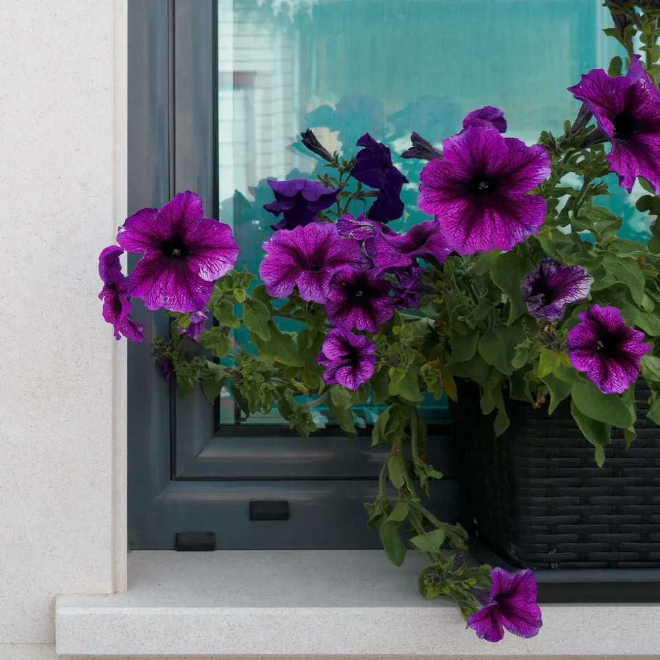 Bakker Pétunia Cosmic bicolor 3 pots Ø 10,5cm retombant