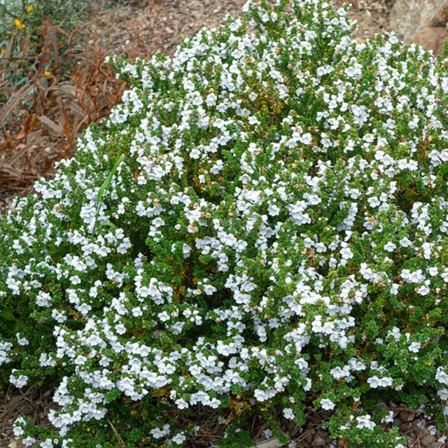 Bakker menthe australienne Prostanthera pot 2L 25-30cm