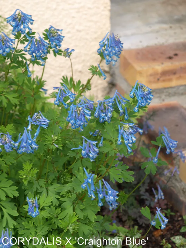 Passion Vivaces Corydalis Craighton Blue plante vivace pot 1L bleue