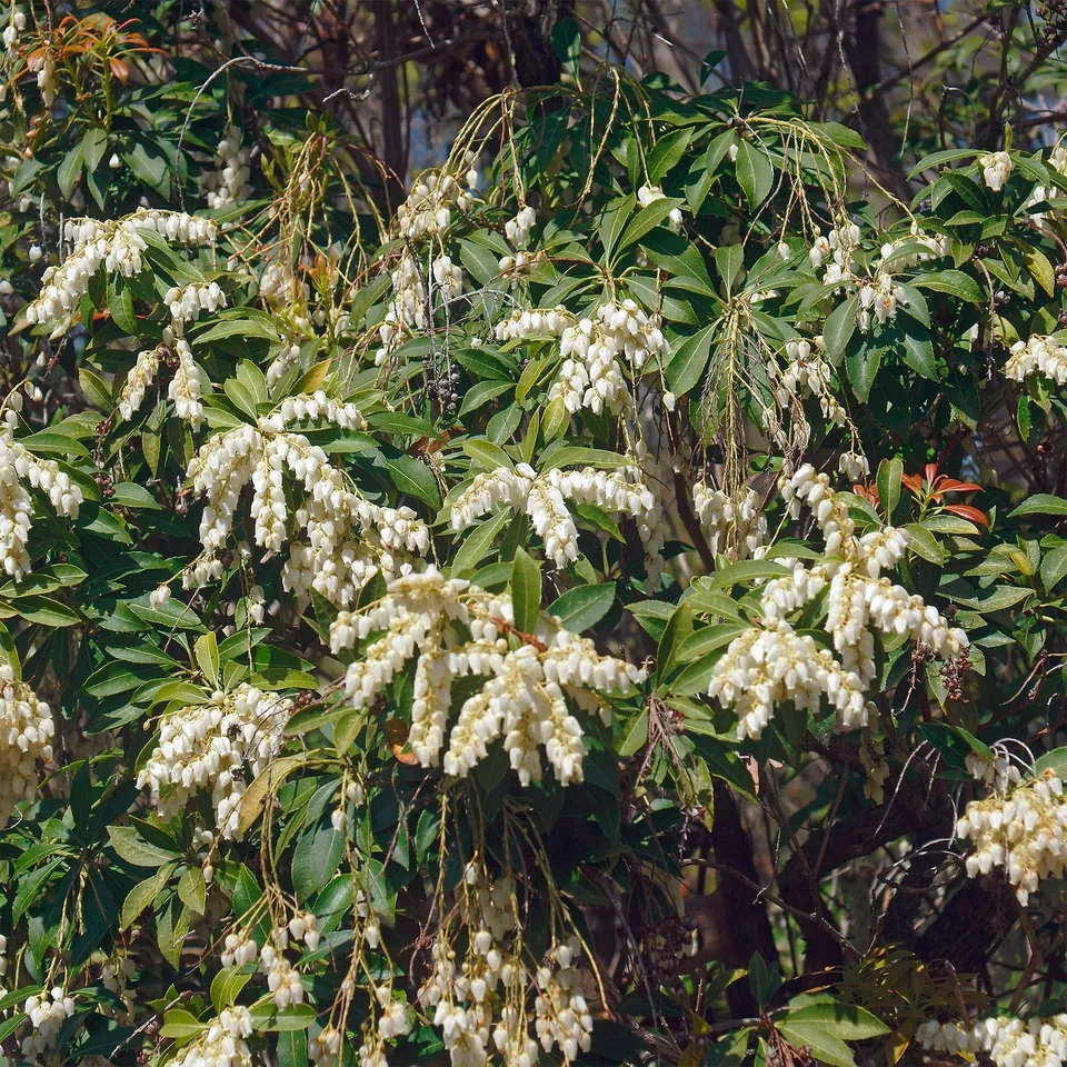 Bakker Pieris Cascade blanche arbuste pot 2L 20-30cm