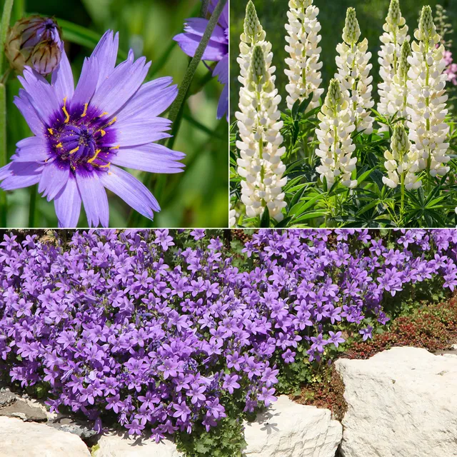 Bakker Vivaces Bleues et Blanches 3 pots Ø 9cm été