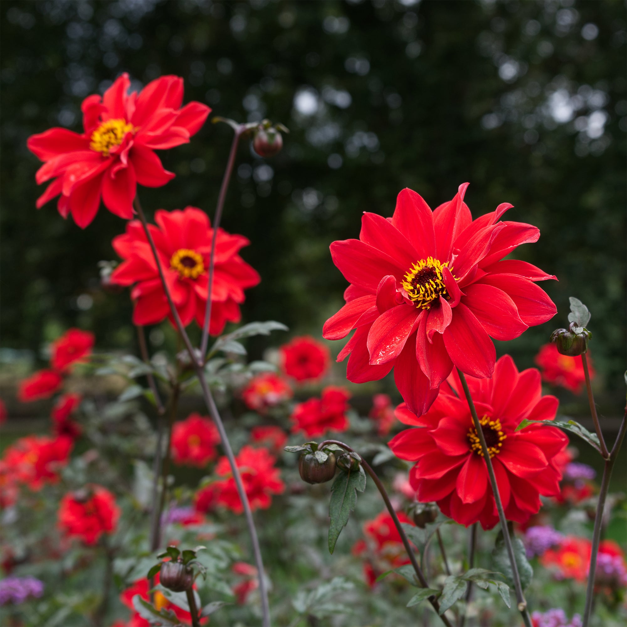 Bakker Dahlia Bishop of Llandaff bulbe calibre I rouge