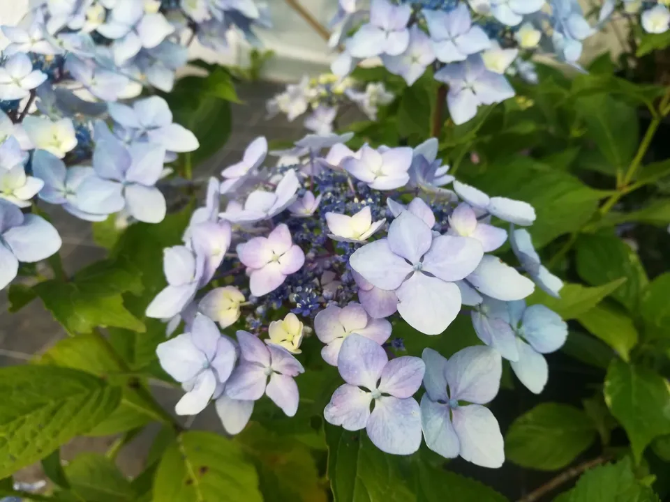 Les Hortensias du Haut Bois Tyrano hortensia plates godet