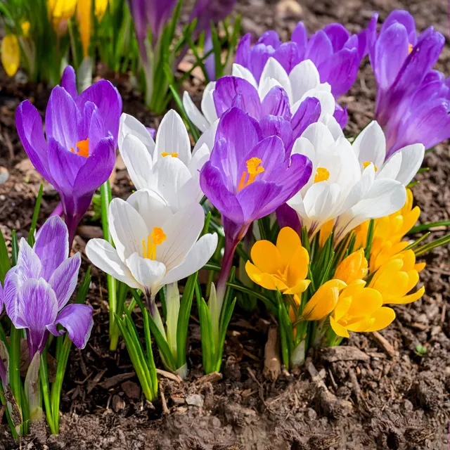 Bakker Crocus grosses fleurs bulbes sachet 100 mélange