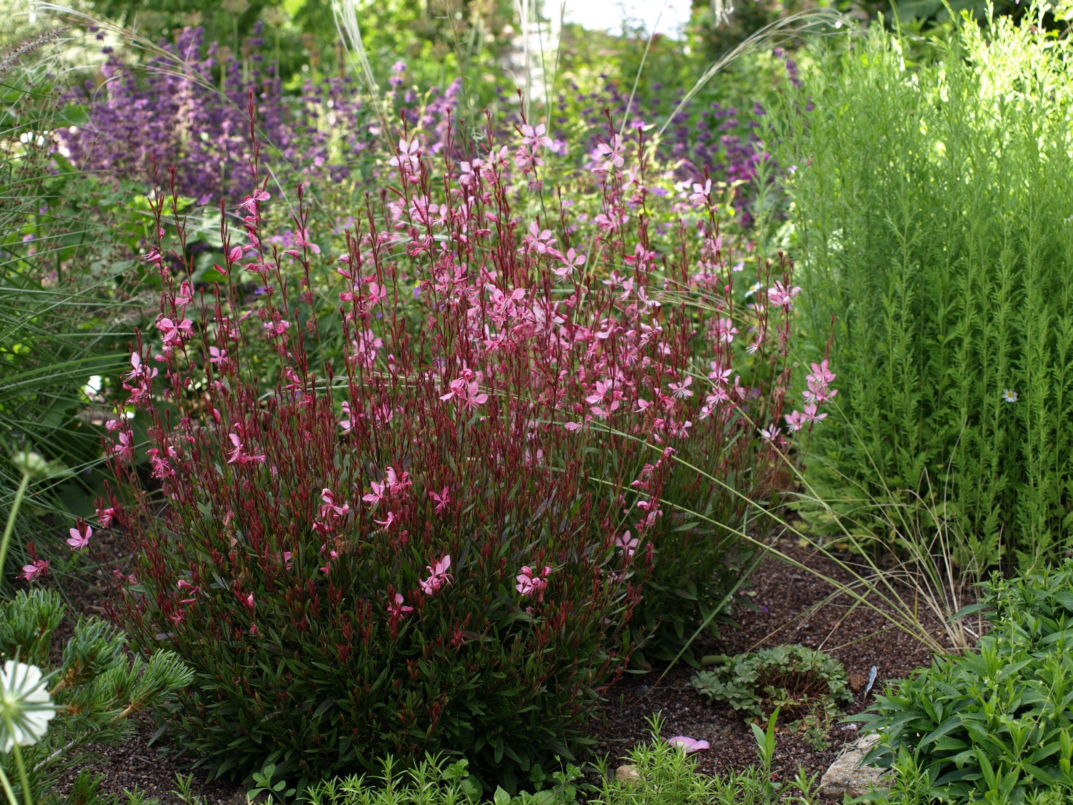 Passion Vivaces Gaura plante vivace pot 1 L floraison généreuse