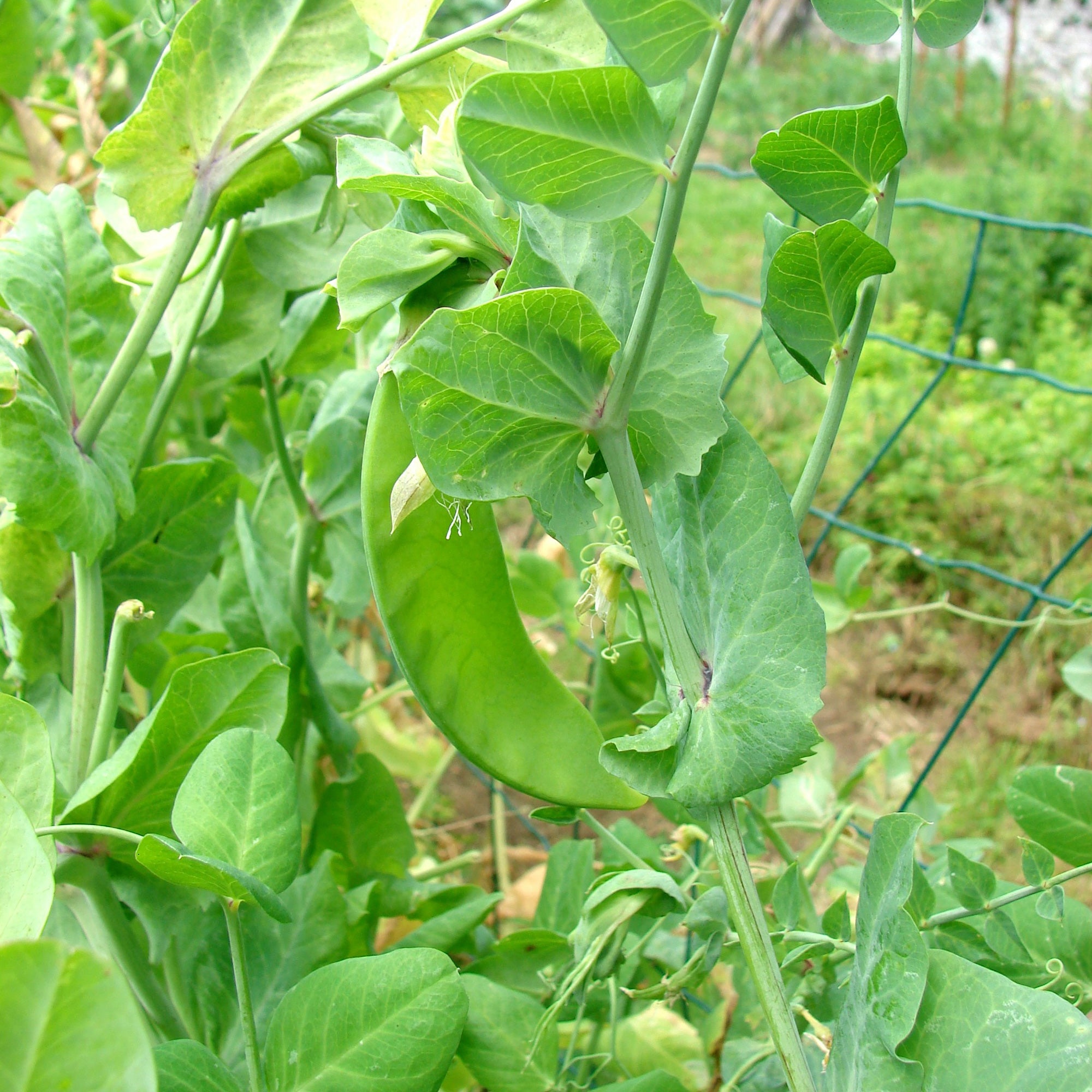 Bakker Potager Pois mangetout Héraut graines sachet 200g sucré