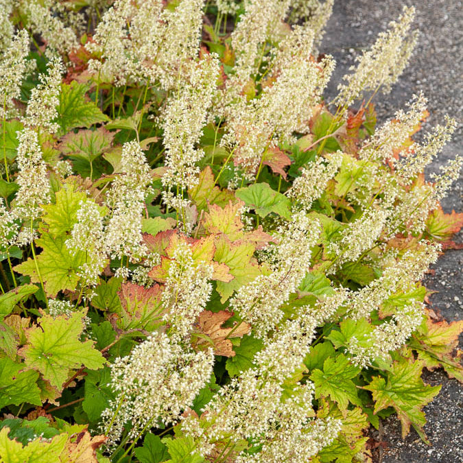 Bakker Plantes vivaces Heuchère Chantilly vivace pot 9cm caramel
