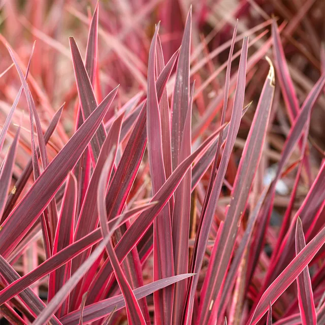 Bakker Cordyline Festival Raspberry arbuste pot Ø 9cm rose