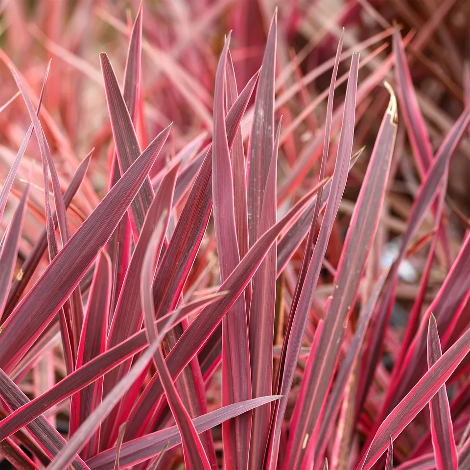 Bakker Cordyline Festival Raspberry arbuste pot Ø 9cm rose
