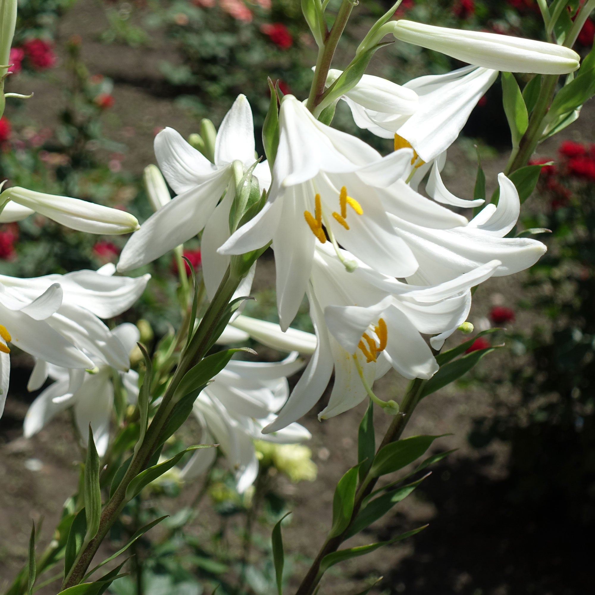 Bakker Lis de la Madone Lilium candidum bulbe sachet 2 blanc