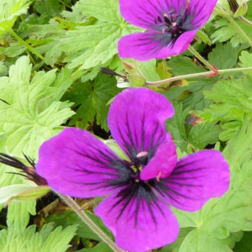 Bakker Plantes vivaces Géranium Dragon Heart plante vivace pot 9cm violet