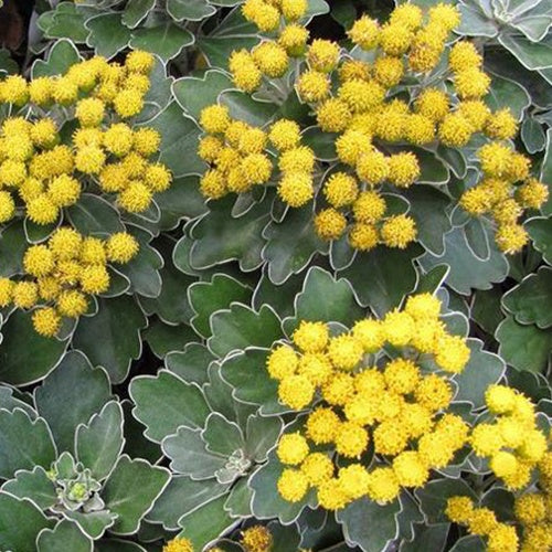 Bakker Chrysanthème Pacifique Bengo Gold vivace jaune pot 8cm