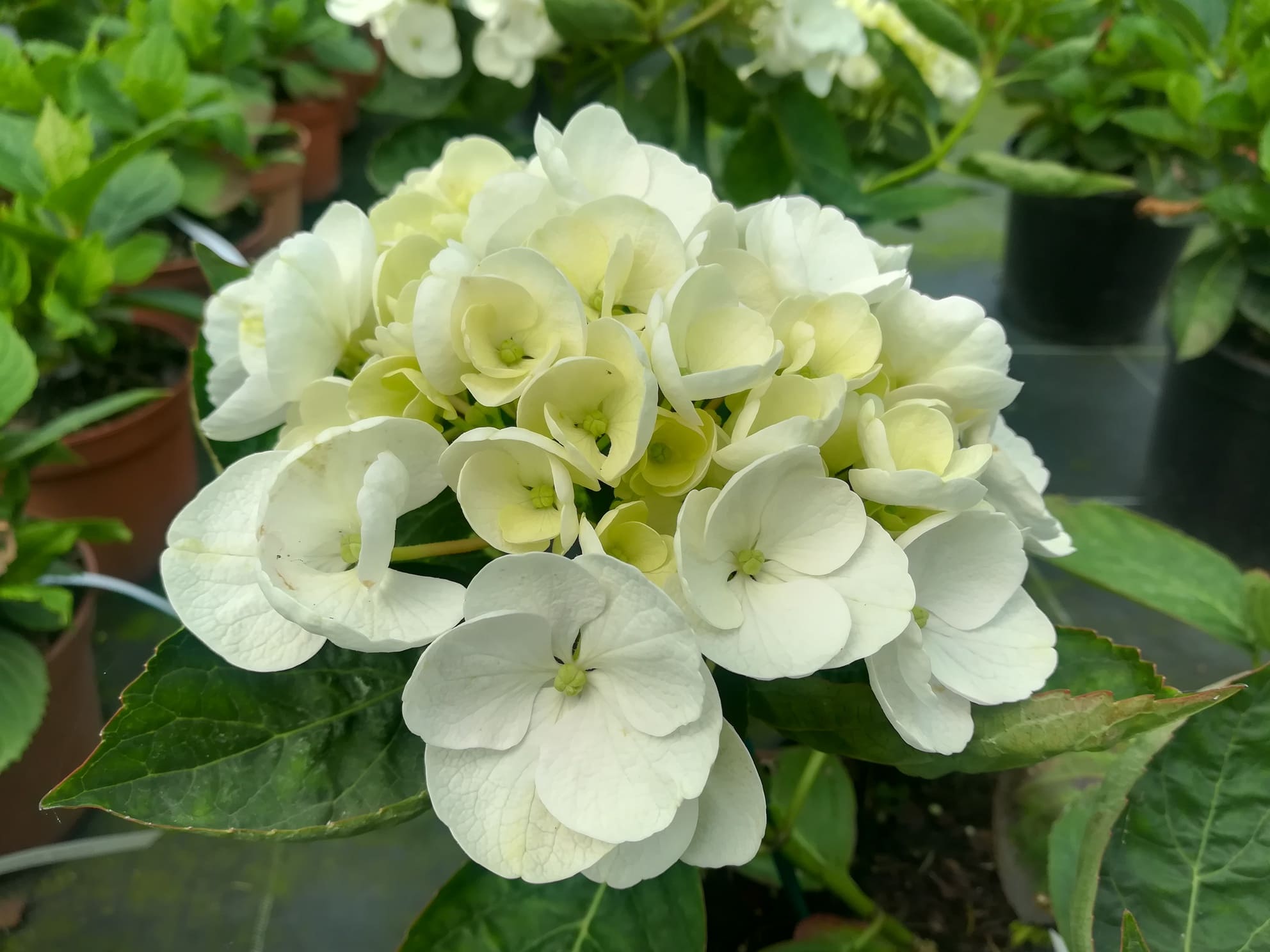 Les Hortensias du Haut Bois Holibel hortensia à fleurs rondes